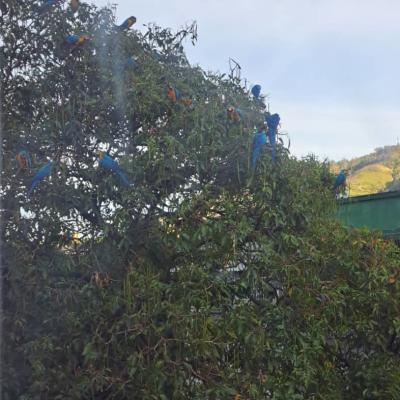Apamateceivacon15guacamayas2024 06